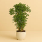 Polyscias Hawaiian - 95cm in einem modernen Studio mit modernem Topf