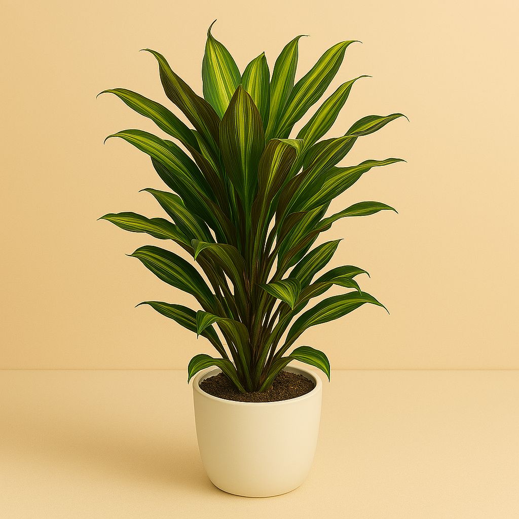 Cordyline Fruticosa Kiwi - 55cm in einem modernen Studio mit modernem Topf