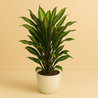 Cordyline Fruticosa Kiwi - 55cm in einem modernen Studio mit modernem Topf