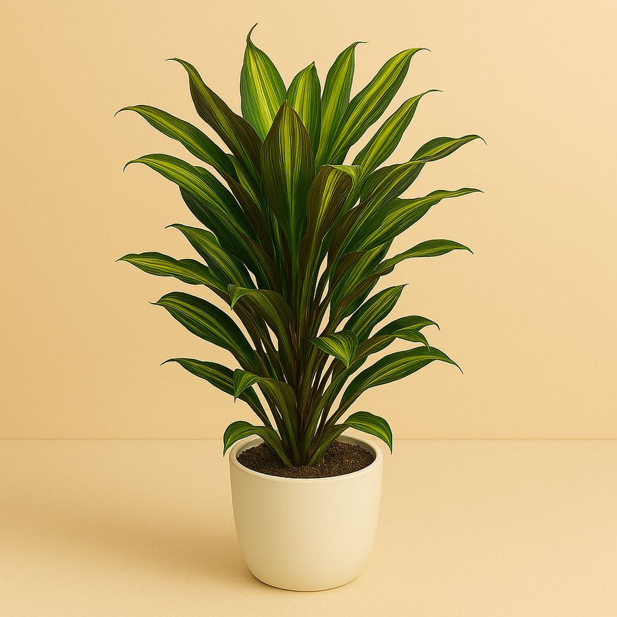 Cordyline Fruticosa Kiwi - 55cm in einem modernen Studio mit modernem Topf