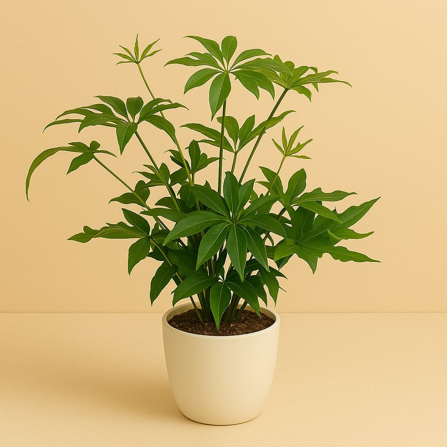 Doryopteris Pedata - 35cm in einem modernen Studio mit modernem Topf