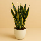 Sansevieria Trifasciata Laurentii - 60cm in einem modernen Studio mit modernem Topf