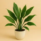 Cordyline New Conga - 60cm in einem modernen Studio mit modernem Topf