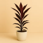 Cordyline Tango - 40cm in einem modernen Studio mit modernem Topf