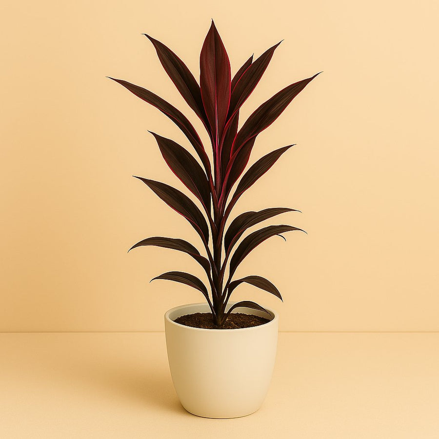 Cordyline Tango - 40cm in einem modernen Studio mit modernem Topf