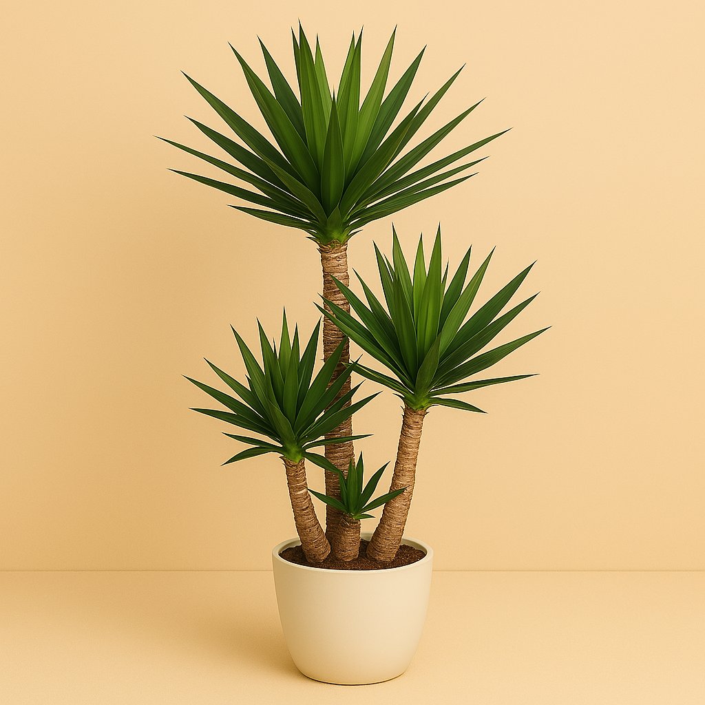 Yucca - 130cm in einem modernen Studio mit modernem Topf
