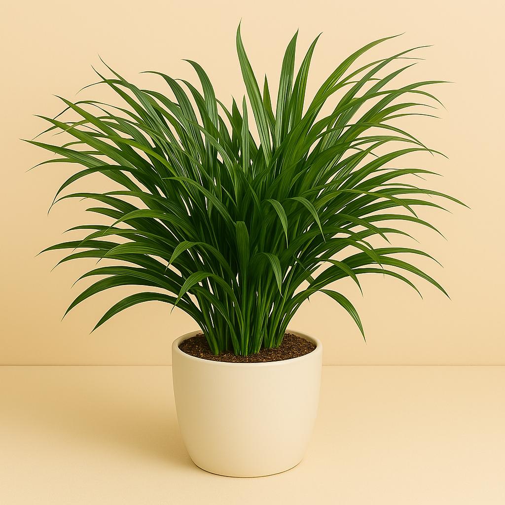 Dracaena Anita - 45cm in einem modernen Studio mit modernem Topf
