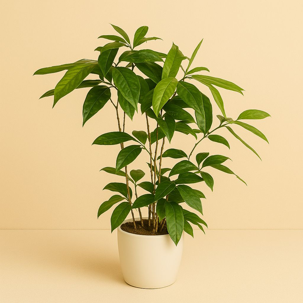 Dracaena Surculosa - 60cm in einem modernen Studio mit modernem Topf