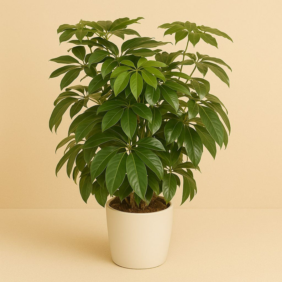 Schefflera Actinophylla Amate - 120cm in einem modernen Studio mit modernem Topf