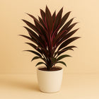 Cordyline Fruticosa Rumba - 55cm in einem modernen Studio mit modernem Topf