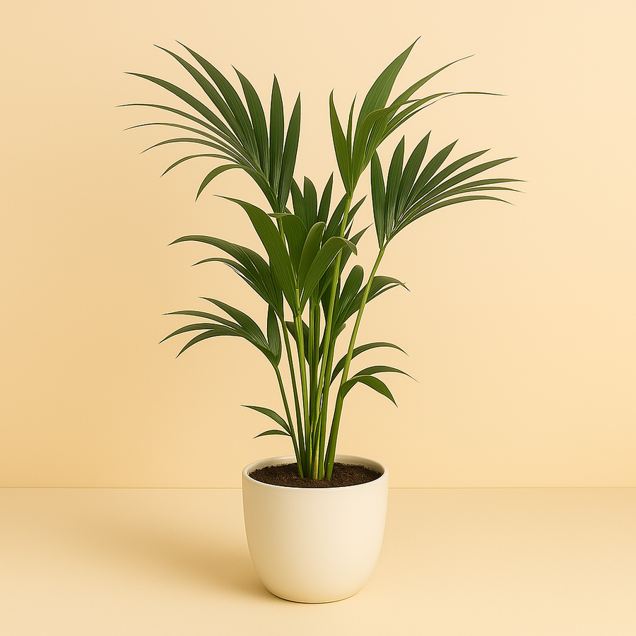 Howea Forsteriana - 100cm in einem modernen Studio mit modernem Topf