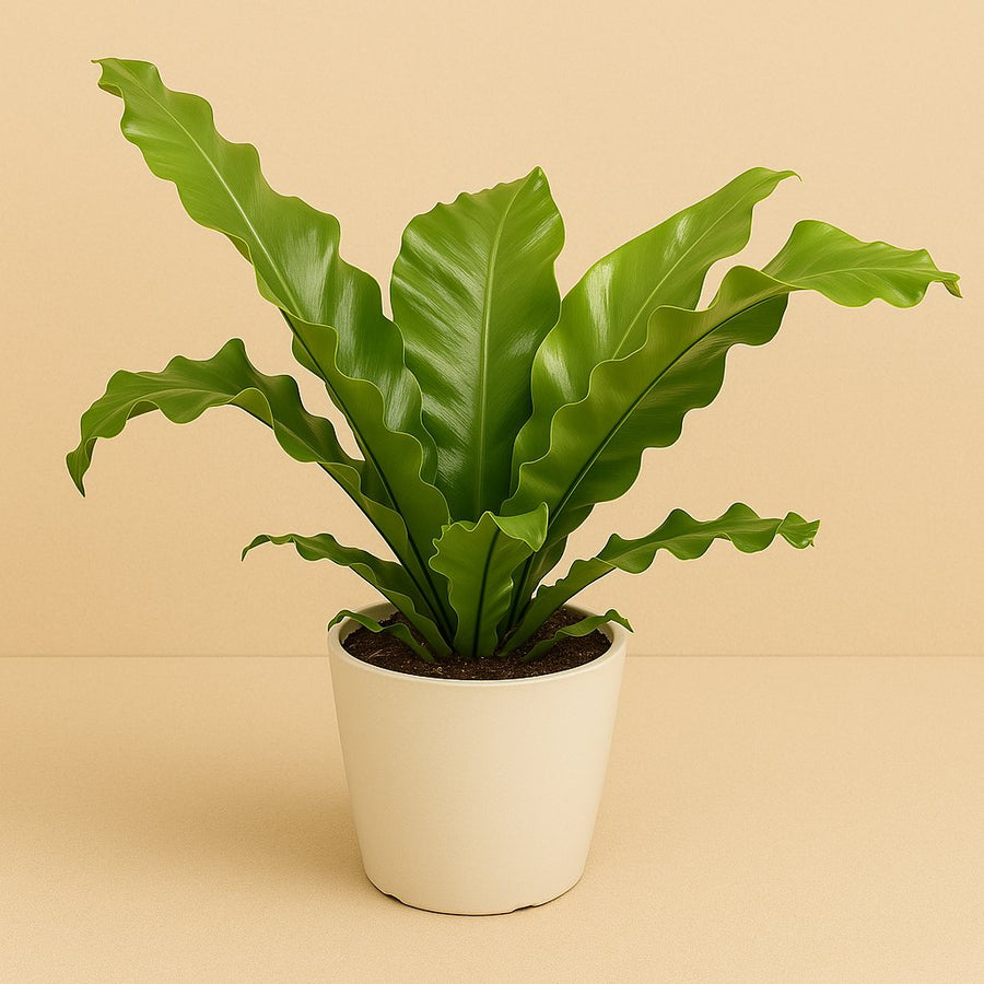 Asplenium Nidus - 45cm in einem modernen Studio mit modernem Topf