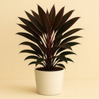Cordyline Rumba - 55cm in einem modernen Studio mit modernem Topf
