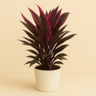 Cordyline - 55cm in einem modernen Studio mit modernem Topf