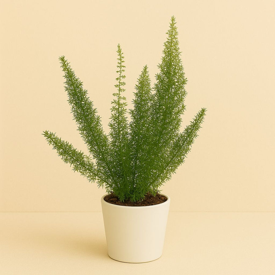 Asparagus Meyeri - 35cm in einem modernen Studio mit modernem Topf