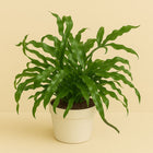 Microsorum Diversifolium - 25cm in einem modernen Studio mit modernem Topf