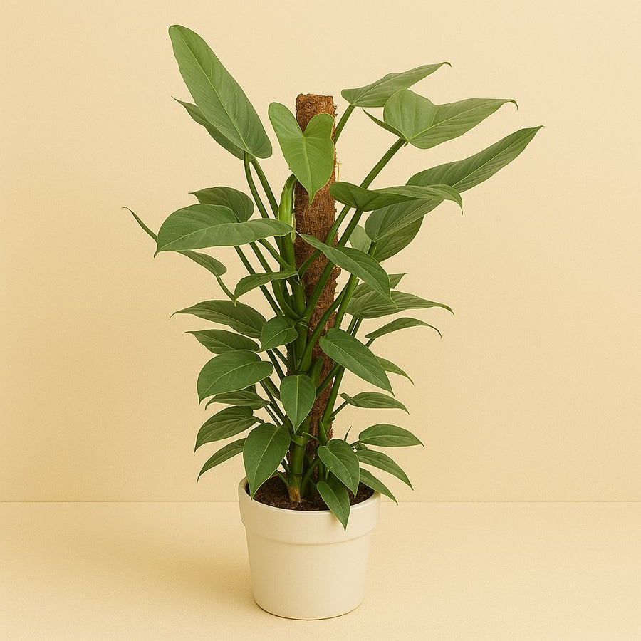 Philodendron Hastatum - 130cm in einem modernen Studio mit modernem Topf