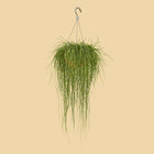 Rhipsalis Floccosa - 70cm in einem modernen Studio mit modernem Topf