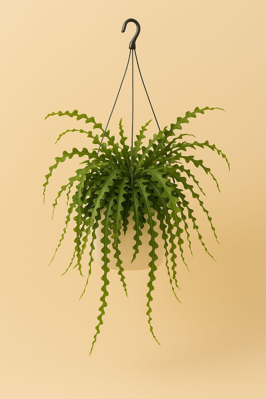 Ephiphyllum Anguliger - 50cm in einem modernen Studio mit modernem Topf