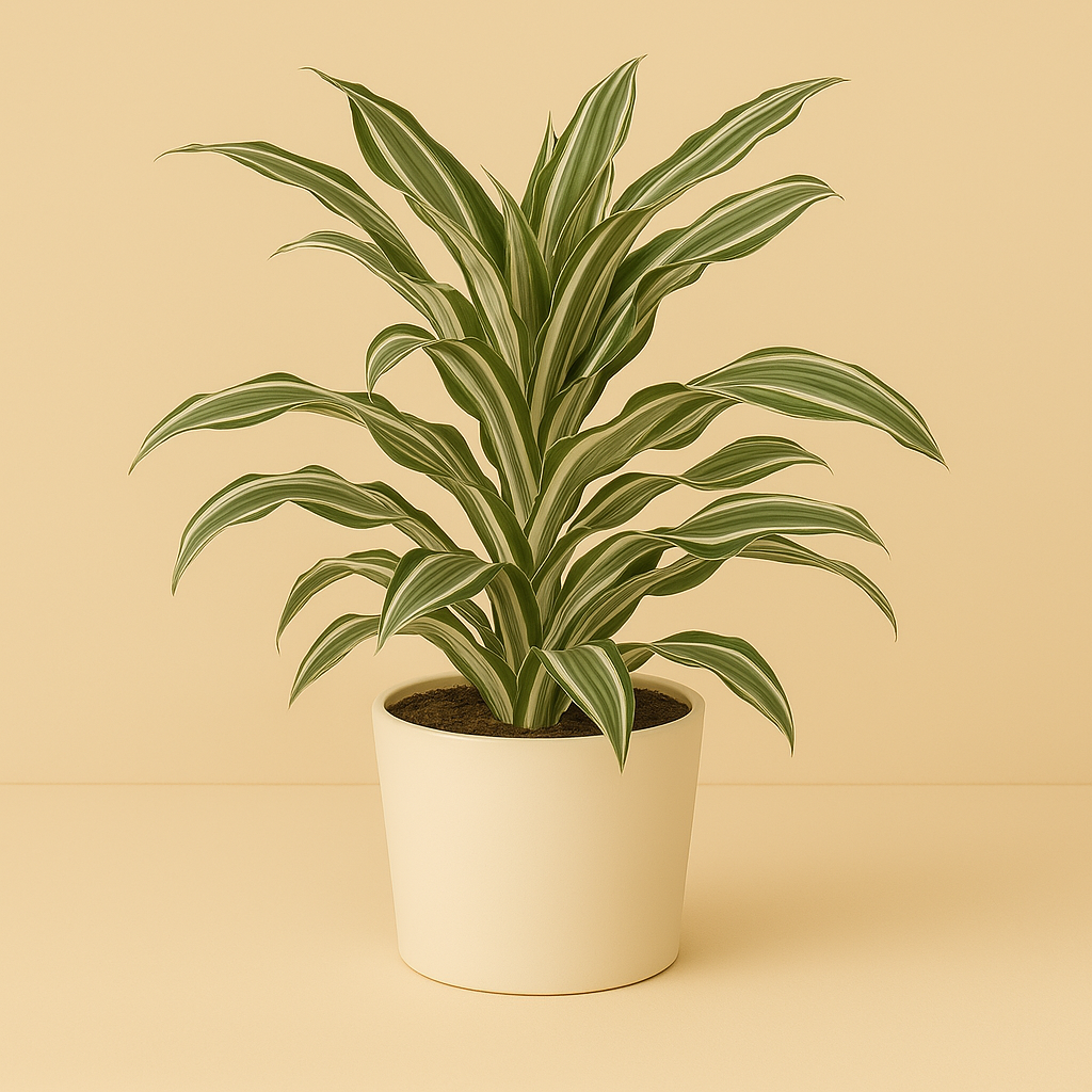 Dracaena Fragrans - 40cm in einem modernen Studio mit modernem Topf