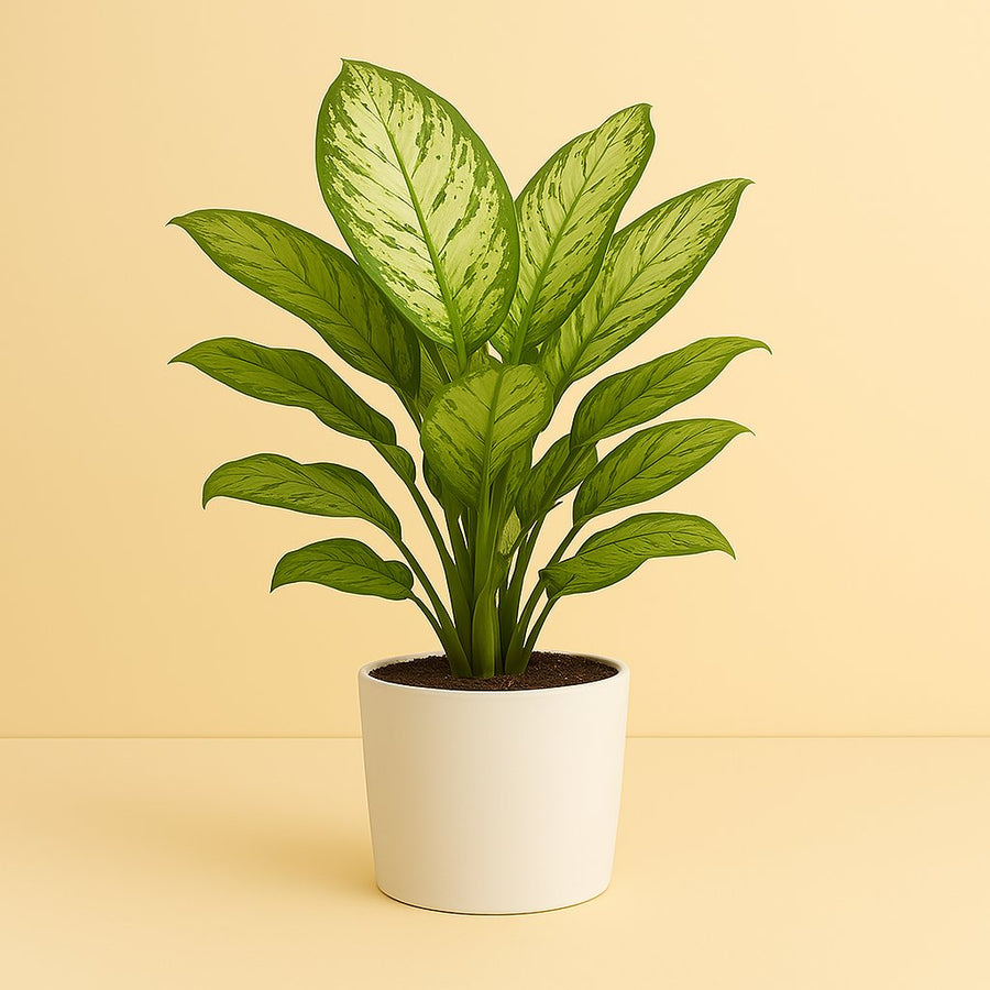 Aglaonema Christina - 30cm in einem modernen Studio mit modernem Topf