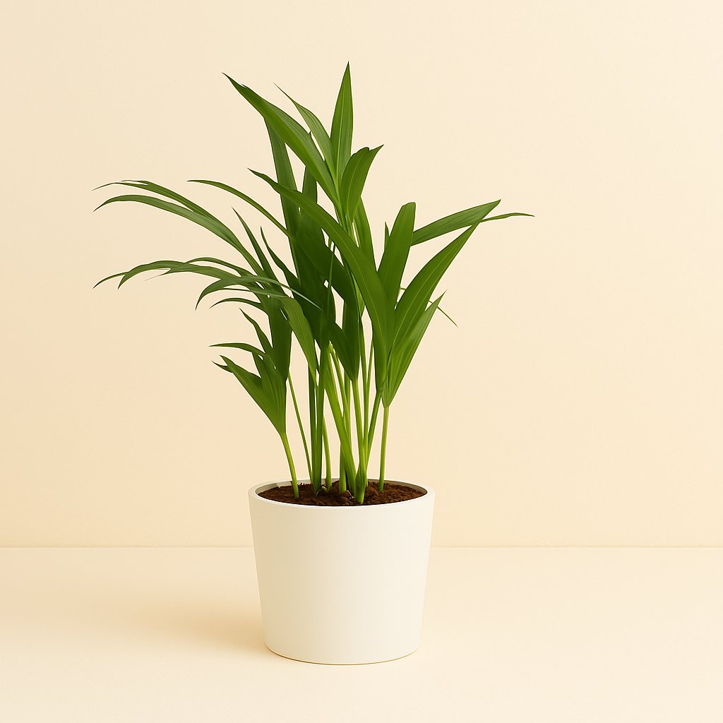 Dypsis Lutescens - 40cm in einem modernen Studio mit modernem Topf