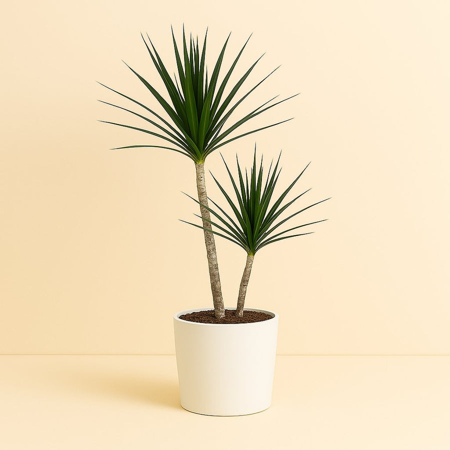 Dracaena Marginata - 70cm in einem modernen Studio mit modernem Topf