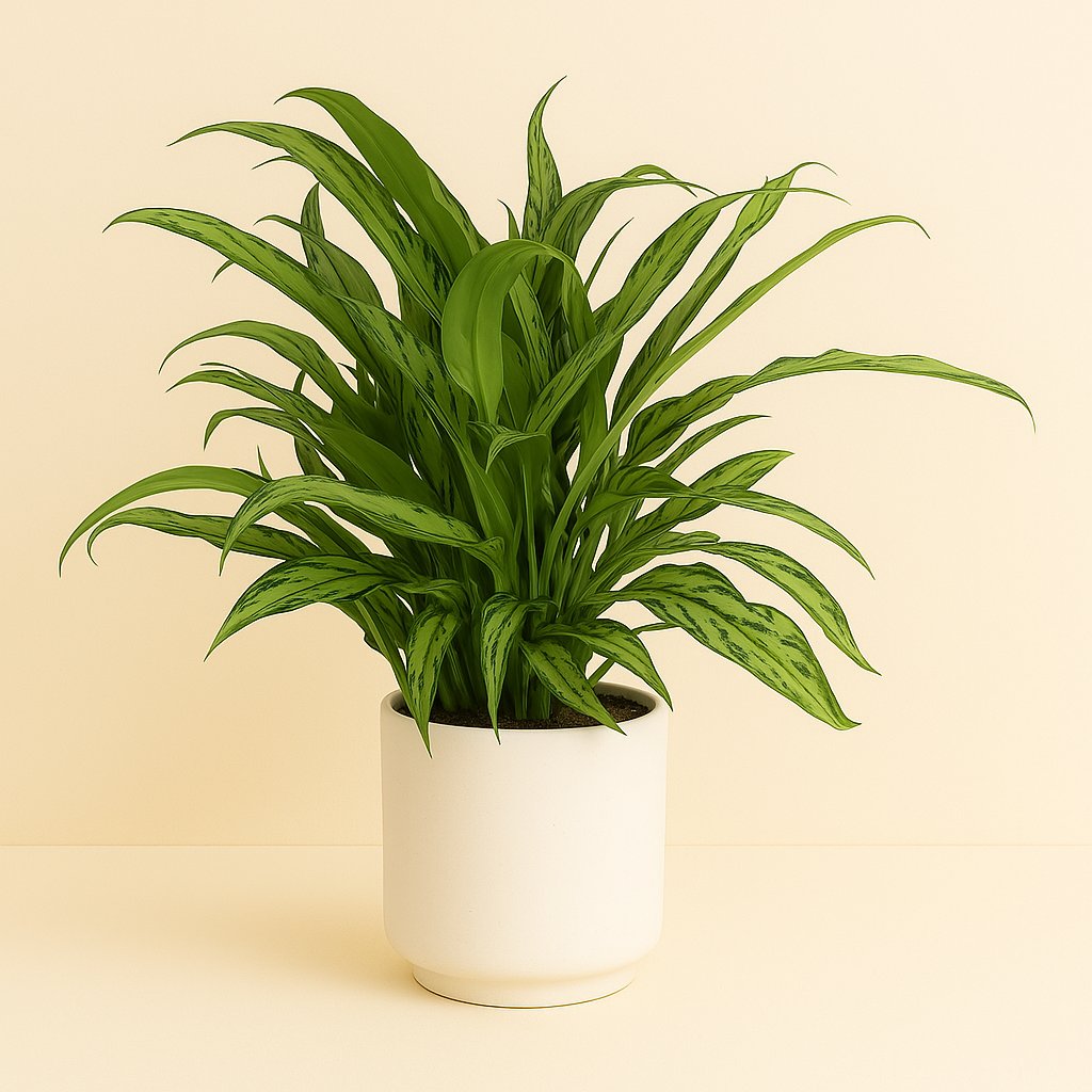 Aglaonema Cutlass - 12cm in einem modernen Studio mit modernem Topf