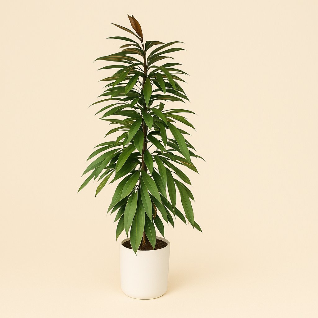 Ficus Binnendijkii Amstel King - 95cm in einem modernen Studio mit modernem Topf