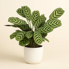 Ctenanthe Amabilis - 25cm in einem modernen Studio mit modernem Topf