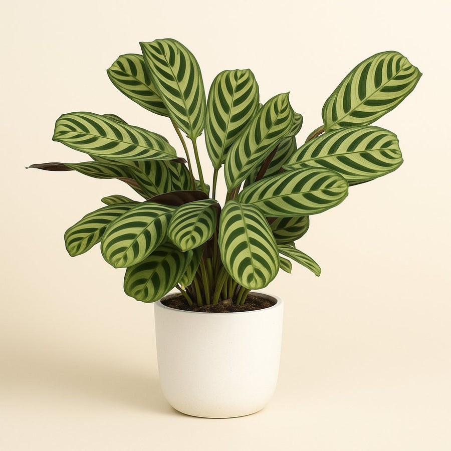 Ctenanthe Amabilis - 25cm in einem modernen Studio mit modernem Topf