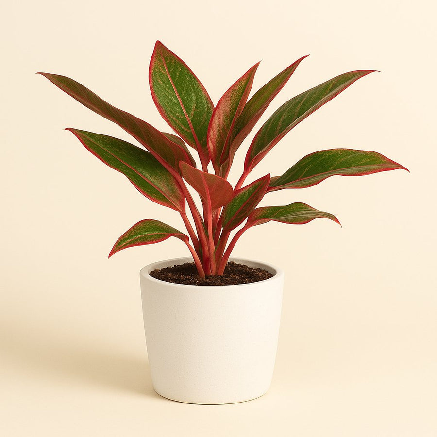 Aglaonema Crete - 50cm in einem modernen Studio mit modernem Topf