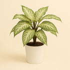 Aphelandra White Wash - 12cm in einem modernen Studio mit modernem Topf