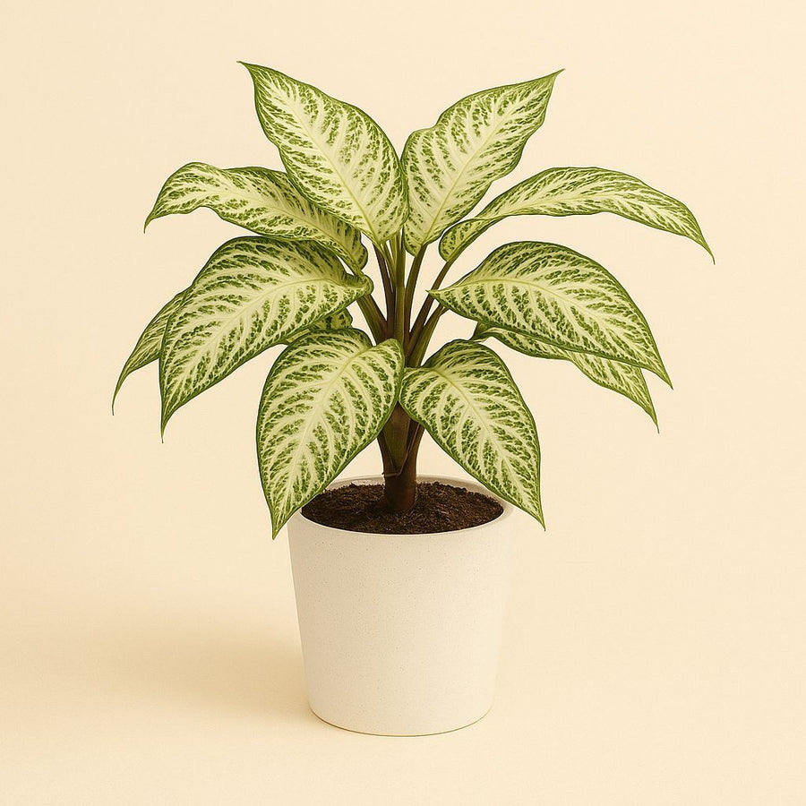 Aphelandra White Wash - 12cm in einem modernen Studio mit modernem Topf