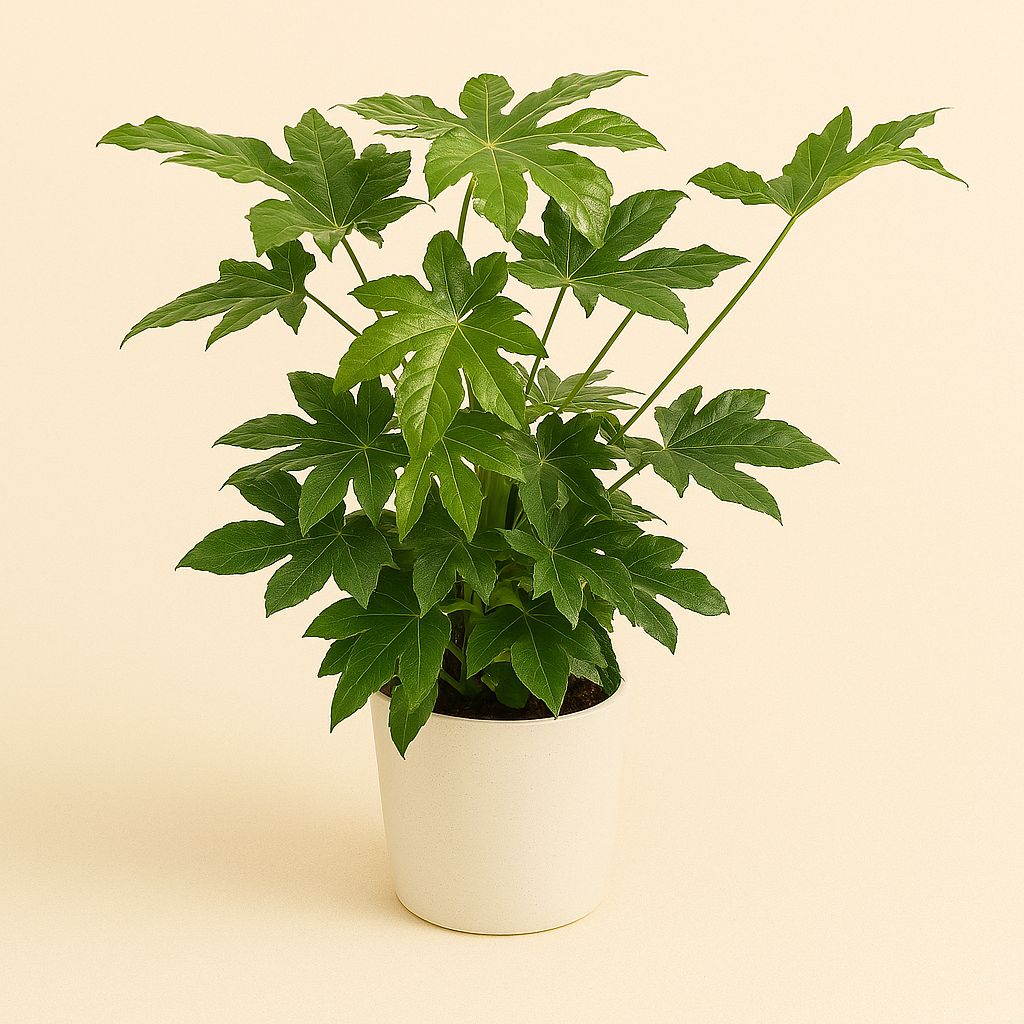 Fatsia Japonica - 85cm in einem modernen Studio mit modernem Topf