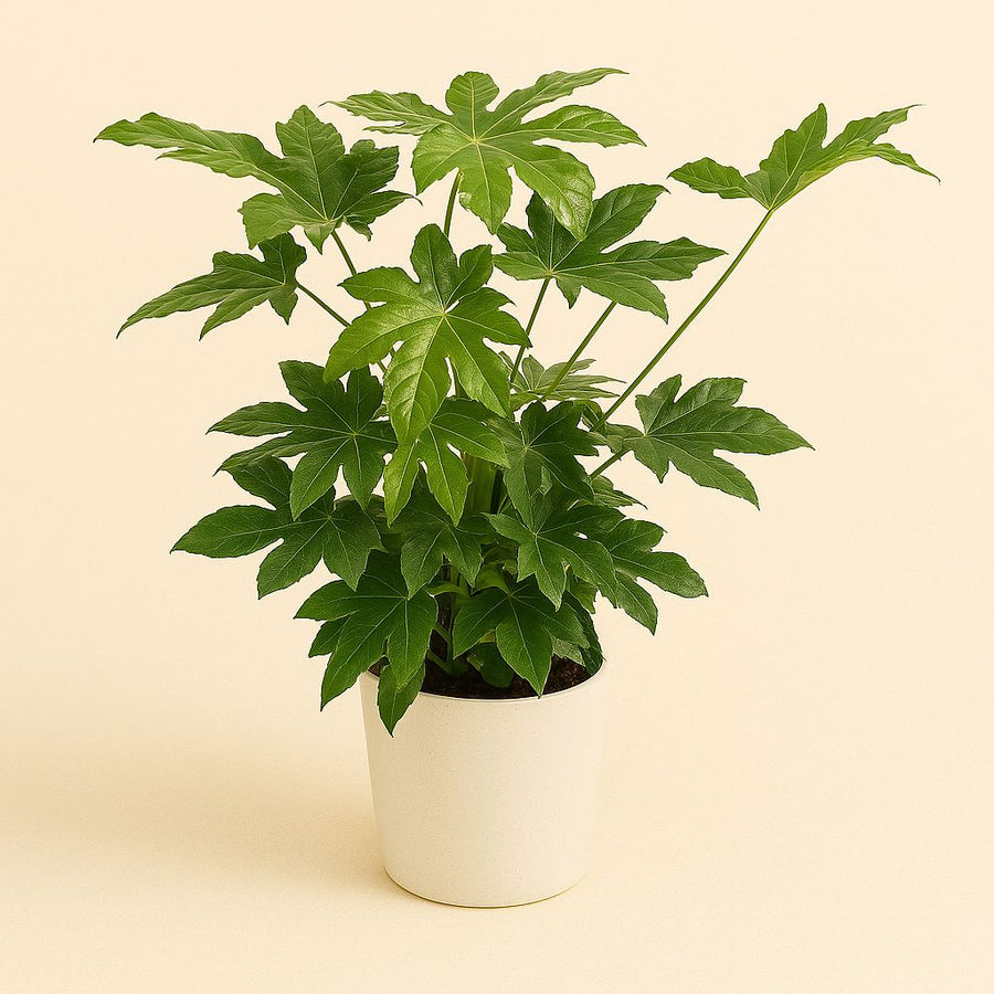 Fatsia Japonica - 85cm in einem modernen Studio mit modernem Topf