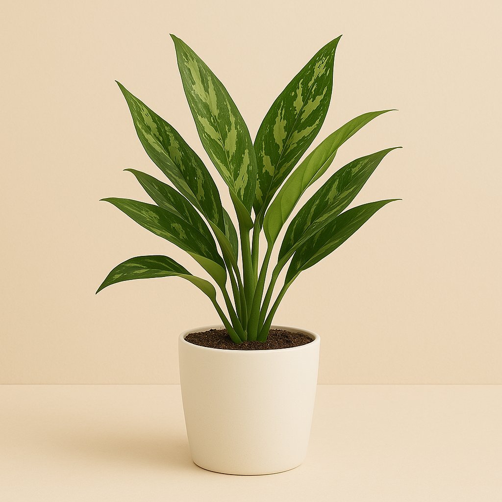 Aglaonema Maria - 50cm in einem modernen Studio mit modernem Topf