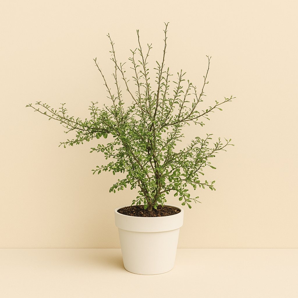 Maori Green Leaf - 25cm in einem modernen Studio mit modernem Topf