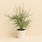 Maori Green Leaf - 25cm in einem modernen Studio mit modernem Topf