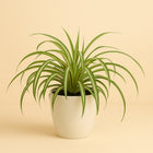 Chlorophytum Comosum Bonnie - 35cm in einem modernen Studio mit modernem Topf