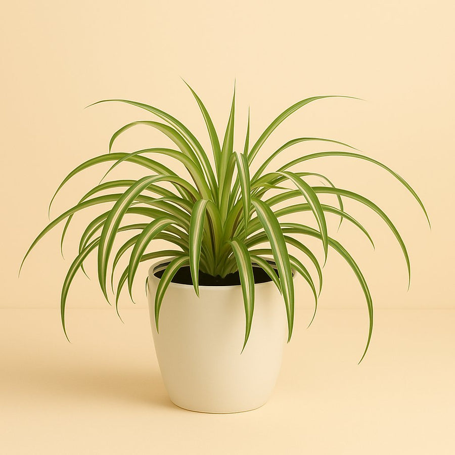 Chlorophytum Comosum Bonnie - 35cm in einem modernen Studio mit modernem Topf