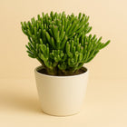 Crassula Hobbit - 21cm in einem modernen Studio mit modernem Topf