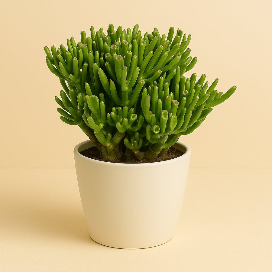 Crassula Hobbit - 21cm in einem modernen Studio mit modernem Topf