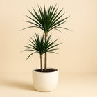 Dracaena Marginata - 110cm in einem modernen Studio mit modernem Topf