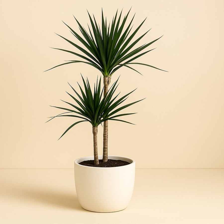 Dracaena Marginata - 110cm in einem modernen Studio mit modernem Topf