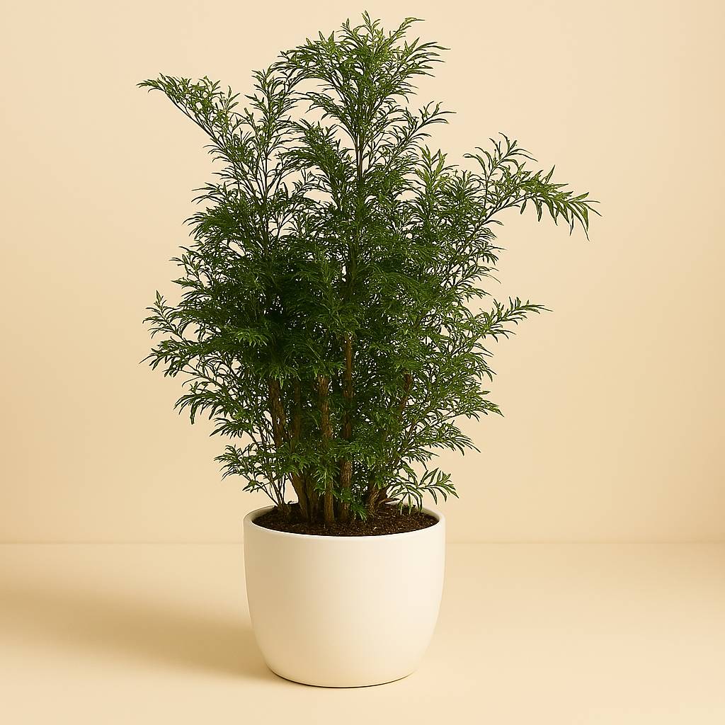 Polyscias Hawaiian - 60cm in einem modernen Studio mit modernem Topf