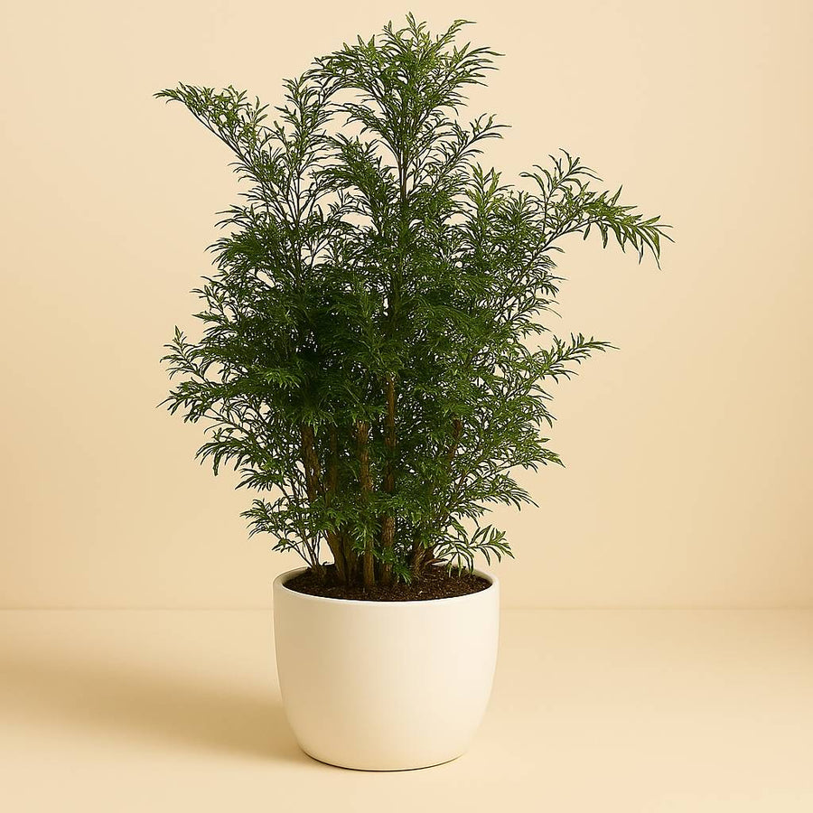 Polyscias Hawaiian - 60cm in einem modernen Studio mit modernem Topf