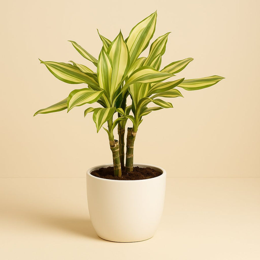 Dracaena Diamonddream - 40cm in einem modernen Studio mit modernem Topf