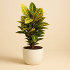 Codiaeum Petra - 60cm in einem modernen Studio mit modernem Topf