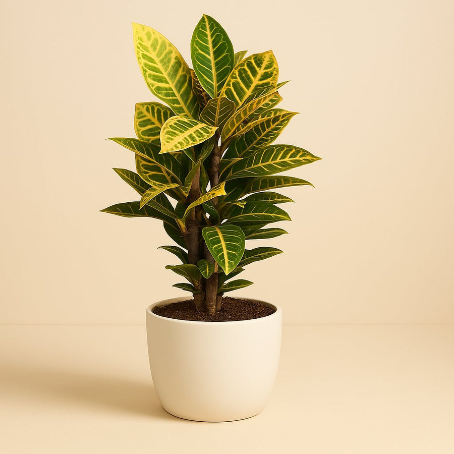 Codiaeum Petra - 60cm in einem modernen Studio mit modernem Topf